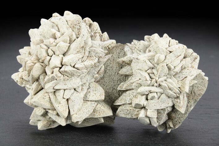 Stellate Glendonite (Calcite Pseudomorph) Clusters - Russia #247222